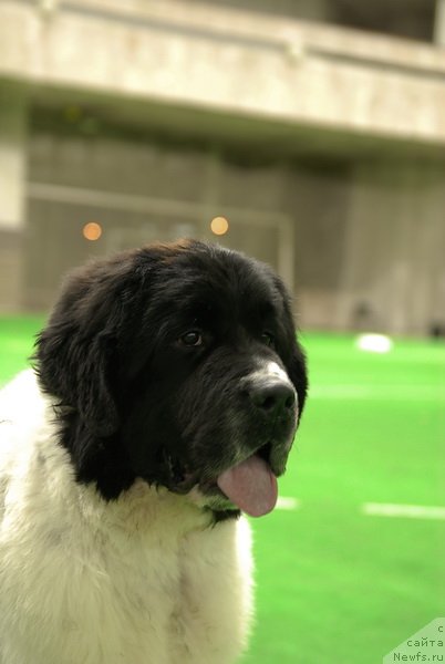 Фотография № 81528