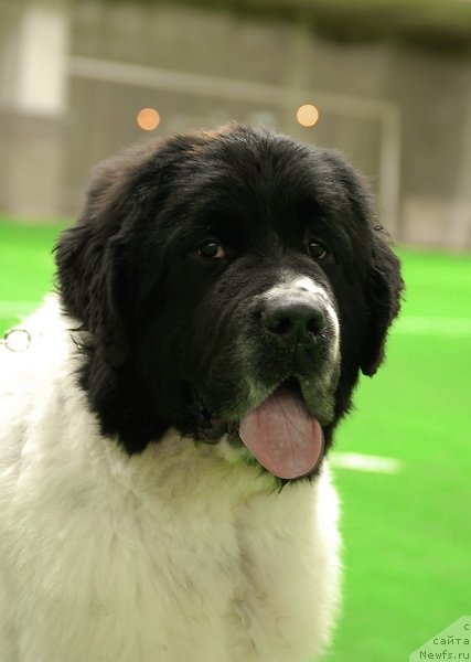 Фотография № 81529