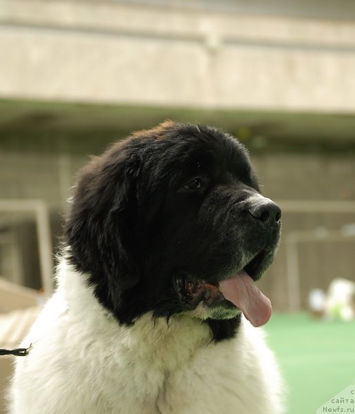 Фотография № 81532