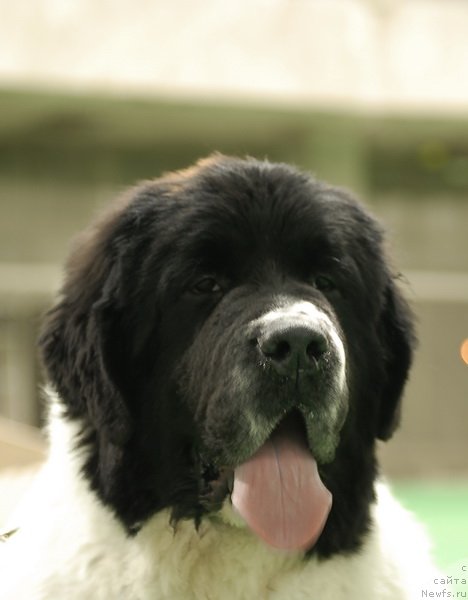 Фото: ньюфаундленд Сент Джонс Центурион (Sent Djons Centurion)