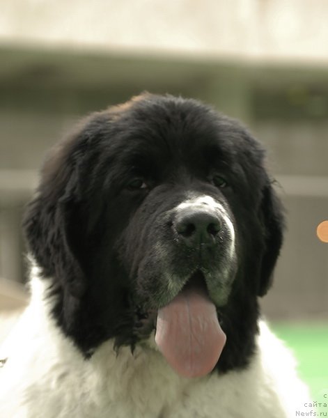 Фото: ньюфаундленд Сент Джонс Центурион (Sent Djons Centurion)