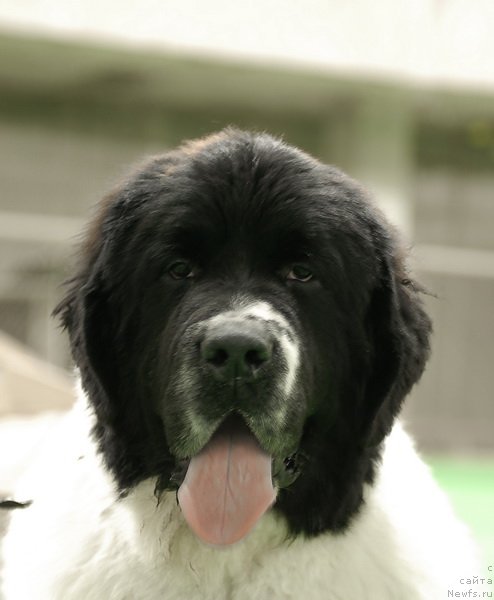 Фото: ньюфаундленд Сент Джонс Центурион (Sent Djons Centurion)