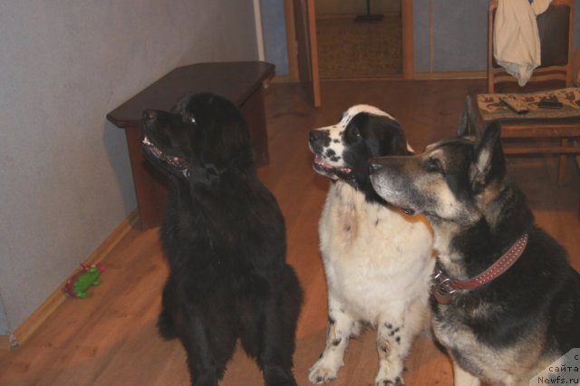 Фото: ньюфаундленд Сент Джонс Ульрика (Sent Djons Ulrika), ньюфаундленд Сент Джонс Царевна Лебедь (Sent Djons Carevna Lebed)