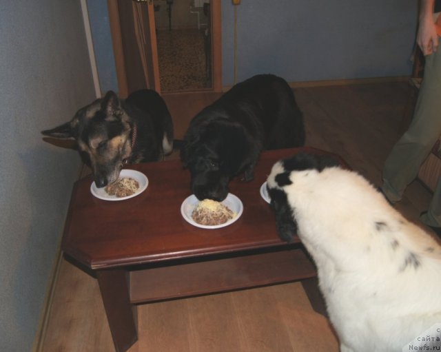 Фото: ньюфаундленд Сент Джонс Ульрика (Sent Djons Ulrika), ньюфаундленд Сент Джонс Царевна Лебедь (Sent Djons Carevna Lebed)