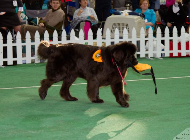 Фотография № 81556