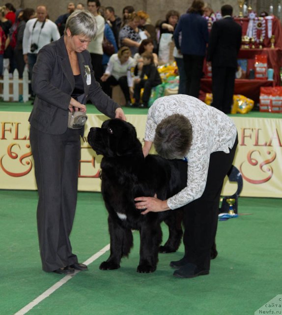 Фото: ньюфаундленд Рестайлинг Фром Шипмэн