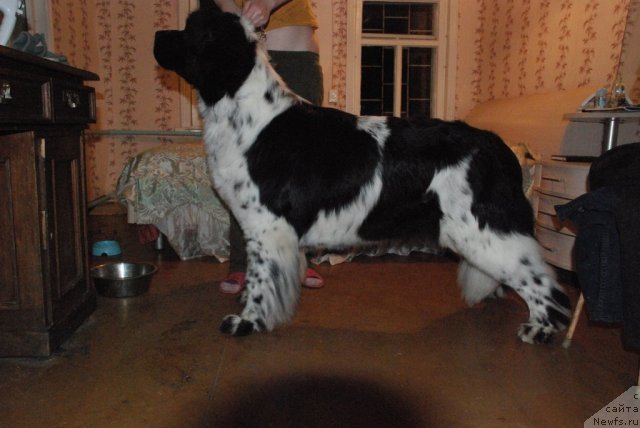 Фото: ньюфаундленд Маг Исполин Карте Бланч фор Питерньюф (Mag Ispolin Carte Blanche for Piternyuf)