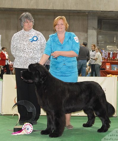 Фото: ньюфаундленд Акватория Келвин Оут оф зе Блю (Aquatoriya Kelvin Out of The Blue)