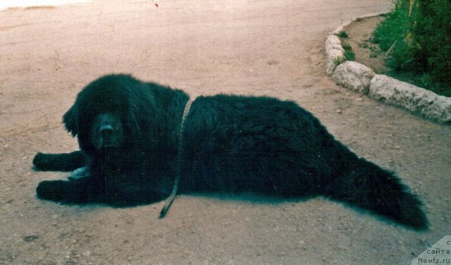 Фото: ньюфаундленд Ядонис Адриф Варбай