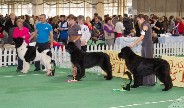 Фото: ньюфаундленд Threeponds Right Way, ньюфаундленд Дар Свезы Юстас Сагиттариус (Dar Svezy Ustas Sagittarius), ньюфаундленд Rain Coast You Too
