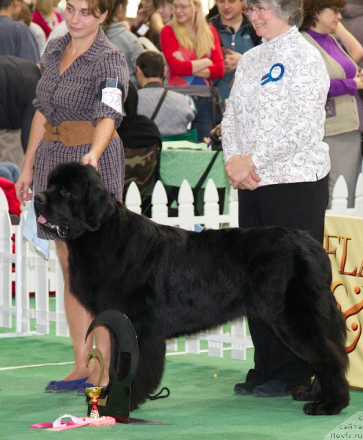 Фото: ньюфаундленд Дар Свезы Юстас Сагиттариус (Dar Svezy Ustas Sagittarius)