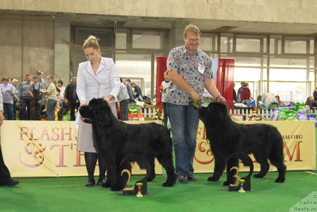 Фото: ньюфаундленд Inflame My Heart Midnight Bear, ньюфаундленд Сент Джонс Уриель