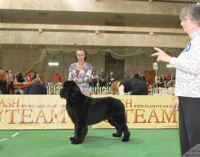 Фото: ньюфаундленд Бегущая по Волнам Сун ин Му Ханд (Beguschaya po Volnam Sun in My Hand)