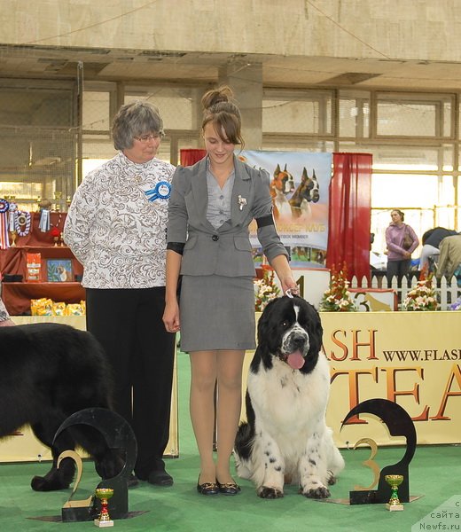 Фото: ньюфаундленд Сент Джонс Парад Планет