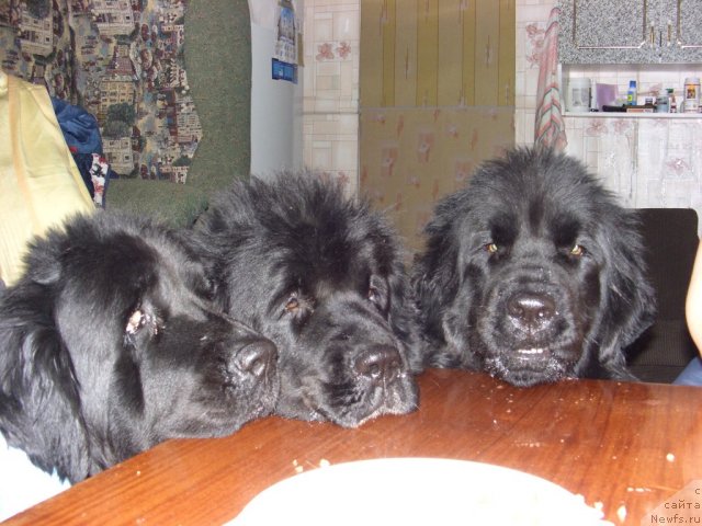 Фото: ньюфаундленд Акин Соул София, ньюфаундленд Лесная Сказка Лунная Соната, ньюфаундленд Барышня