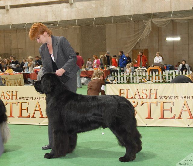 Фото: ньюфаундленд Сент Джонс Ричард Блек Голд (Sent Djons Richard Black Gold)