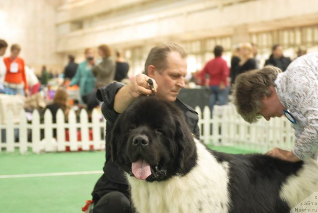 Фото: ньюфаундленд Rosa Mollis Baby Scratch My Back