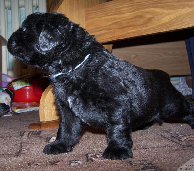 Фото: ньюфаундленд Акватория Келвин Зигмунд