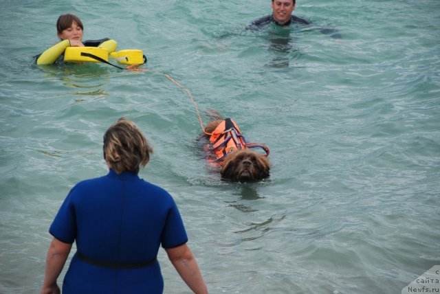 Фото: ньюфаундленд Юджин с Берега Дона, Лилиана Рахматова, Анастасия Кормакова, Виталик