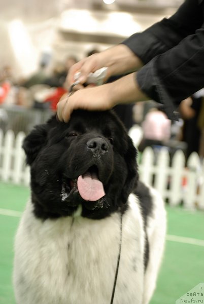 Фото: ньюфаундленд Rosa Mollis Baby Scratch My Back