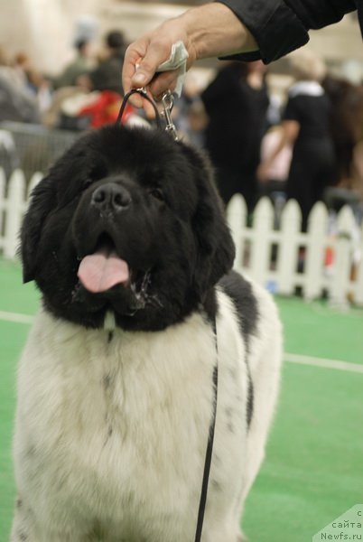 Фото: ньюфаундленд Rosa Mollis Baby Scratch My Back