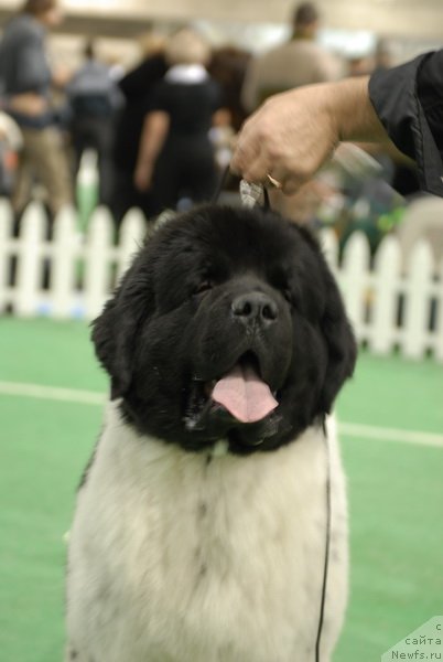 Фото: ньюфаундленд Rosa Mollis Baby Scratch My Back