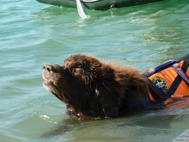 Фото: ньюфаундленд Юджин с Берега Дона