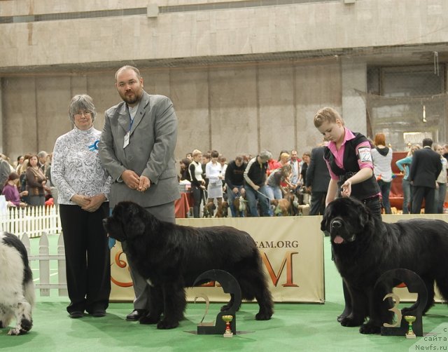 Фото: ньюфаундленд Mississippi-Missouri Goodie Midnight Lady, ньюфаундленд Пчёлкин Дом Вениамин (Pchiolkin Dom Veniamin)