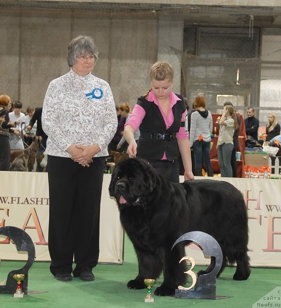 Фото: ньюфаундленд Пчёлкин Дом Вениамин (Pchiolkin Dom Veniamin)