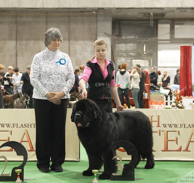 Фото: ньюфаундленд Пчёлкин Дом Вениамин (Pchiolkin Dom Veniamin)