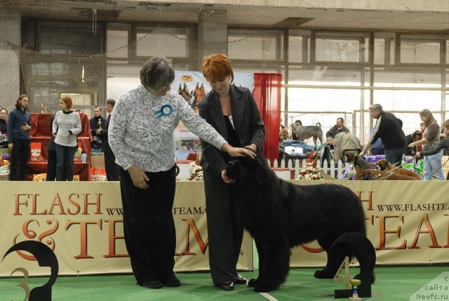 Фото: ньюфаундленд Сент Джонс Ричард Блек Голд (Sent Djons Richard Black Gold)