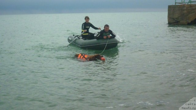 Фото: ньюфаундленд Юджин с Берега Дона, Анастасия Кормакова, vitalik