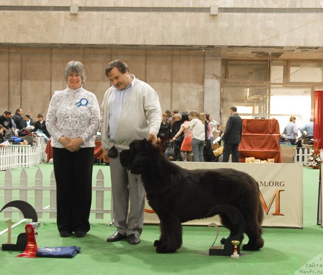 Фото: ньюфаундленд Cayuga Mescalero