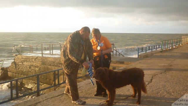 Фото: ньюфаундленд Юджин с Берега Дона, Юрий Малев, Лилиана Рахматова