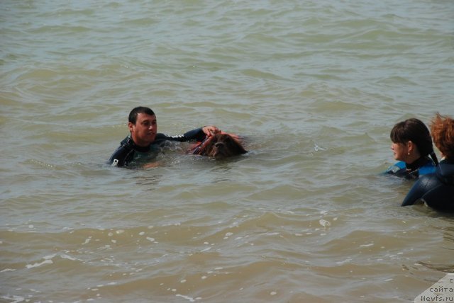 Фото: ньюфаундленд Юджин с Берега Дона, Vitalik