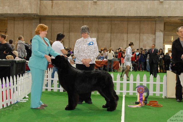 Фото: ньюфаундленд Акватория Келвин Килиманджаро (Aquatoriya Kelvin Kilimandzharo)