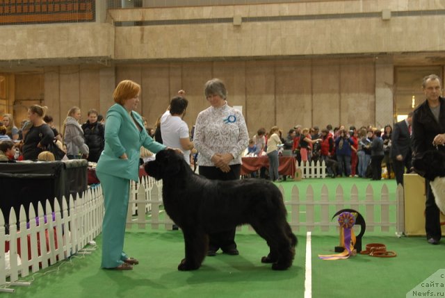 Фото: ньюфаундленд Акватория Келвин Килиманджаро (Aquatoriya Kelvin Kilimandzharo)
