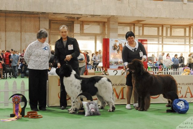 Фото: ньюфаундленд Rosa Mollis Baby Scratch My Back, ньюфаундленд Aetna vom Riesrand