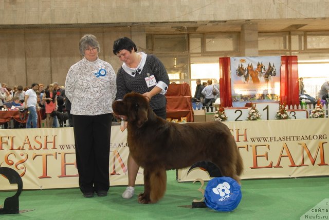 Фото: ньюфаундленд Aetna vom Riesrand