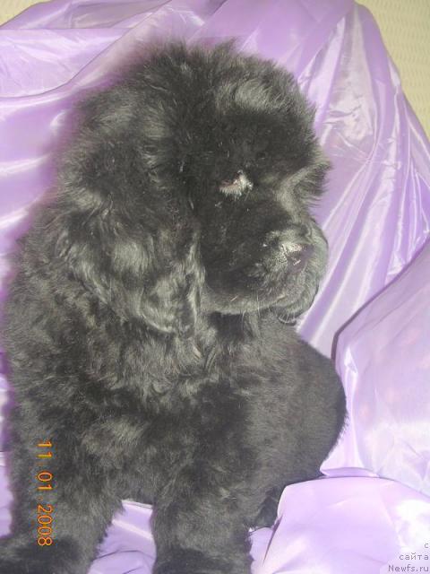 Фото: ньюфаундленд Жолли Вандерфулл из Медвежьего Яра (Zholli Wonderfull iz Medvejyego Yara)