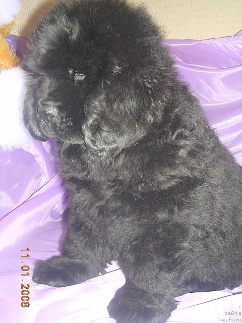 Фото: ньюфаундленд Жолли Вандерфулл из Медвежьего Яра (Zholli Wonderfull iz Medvejyego Yara)