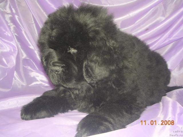 Фото: ньюфаундленд Жолли Вандерфулл из Медвежьего Яра (Zholli Wonderfull iz Medvejyego Yara)