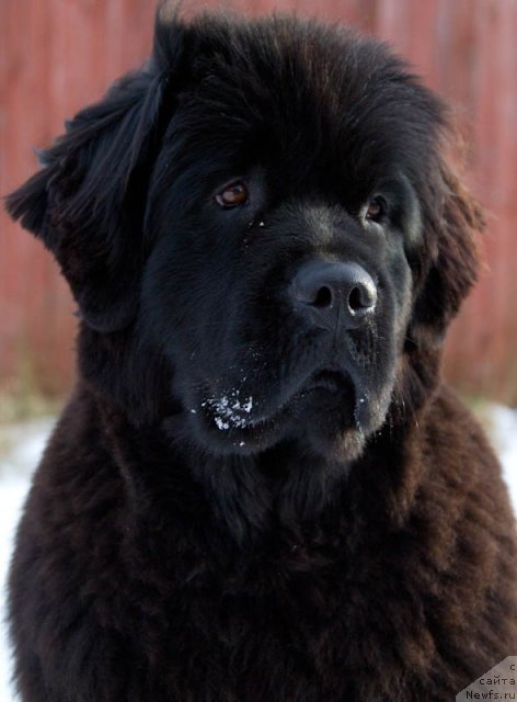 Фото: ньюфаундленд Особа Статная из Медвежьего Яра