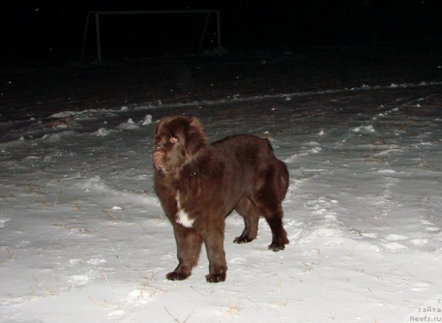 Фото: ньюфаундленд Обуш Шед Янтарный Поцелуй