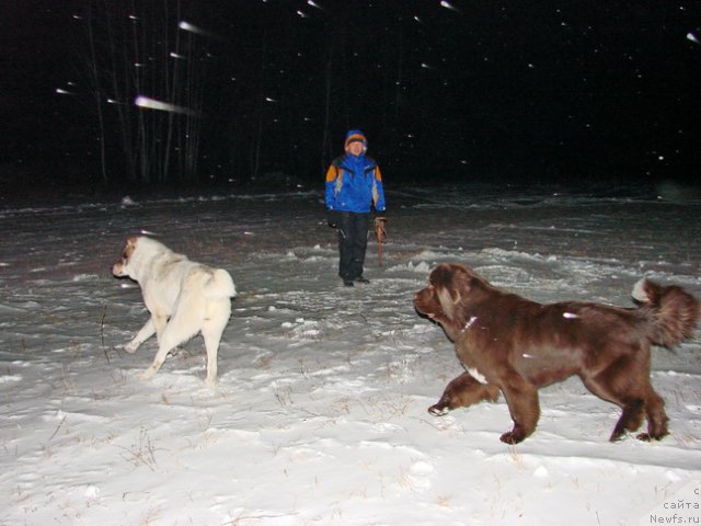 Фото: Янда, ньюфаундленд Обуш Шед Янтарный Поцелуй, Женя