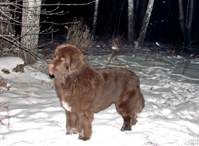 Фото: ньюфаундленд Обуш Шед Янтарный Поцелуй