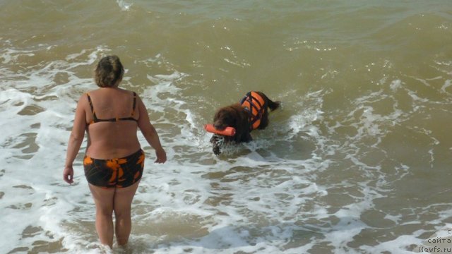 Фото: ньюфаундленд Юджин с Берега Дона, Лилиана Рахматова