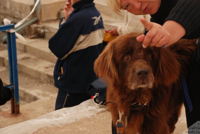 Фото: ньюфаундленд Юджин с Берега Дона