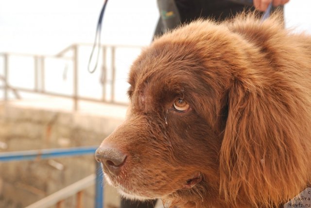 Фото: ньюфаундленд Юджин с Берега Дона