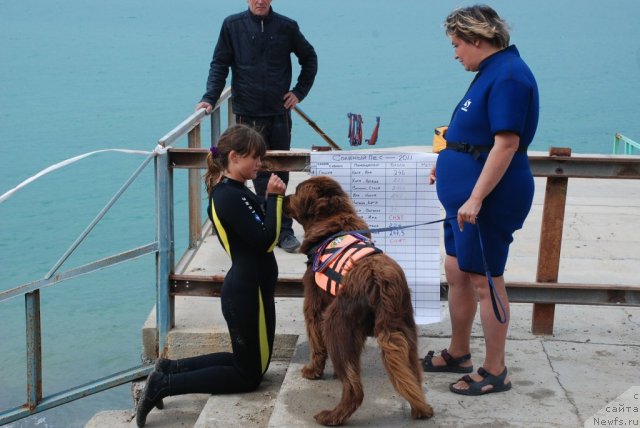 Фото: ньюфаундленд Юджин с Берега Дона, Анастасия Кормакова, Лилиана Рахматова